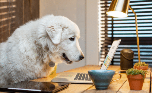 Large fluffy white dog sitting at a wooden desk, looking at a laptop with analytics charts in a cozy office, representing Paw & Order Digital working on pet business marketing and digital visibility strategy