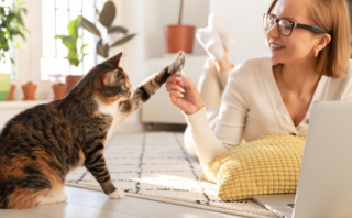 Cat and digital marketing expert high 5